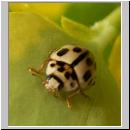 Propylea quatuordecimpunctata -Schwarzgefleckter Marienkaefer 11.jpg
